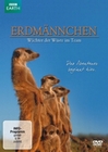 Erdmnnchen - Wchter der Wste im Team