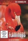 Flamingos